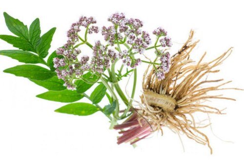 valerian-root-oil-500x500