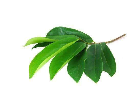 soursop_leaves_2_548x